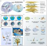 中科院植入式脑机接口大突破：自动变形 贴附于大脑核心